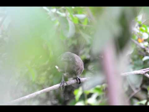 Chachalaca - Ortalis cinereiceps