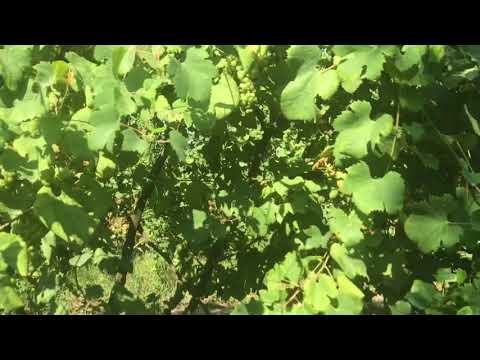 Ultimo Trattamento su Vigneto Asprinio in alberata Peronospera, oidio e Tignola