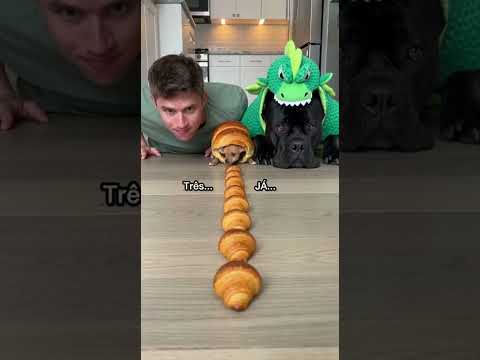 #catvsdog #funnycat #canecorso #chihuahua #eatingchallenge #foodrace #funnyanimals #catlover