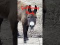 Good Morning Monty #funny #goodmorning #donkey #cats #pets #animals #anime #barn #farm
