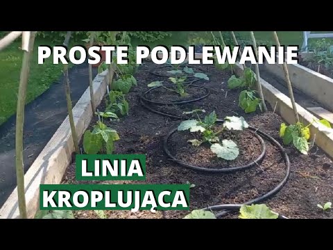 Podlewanie kroplujące. Tania i prosta linia kroplująca na zagony i do szklarni.