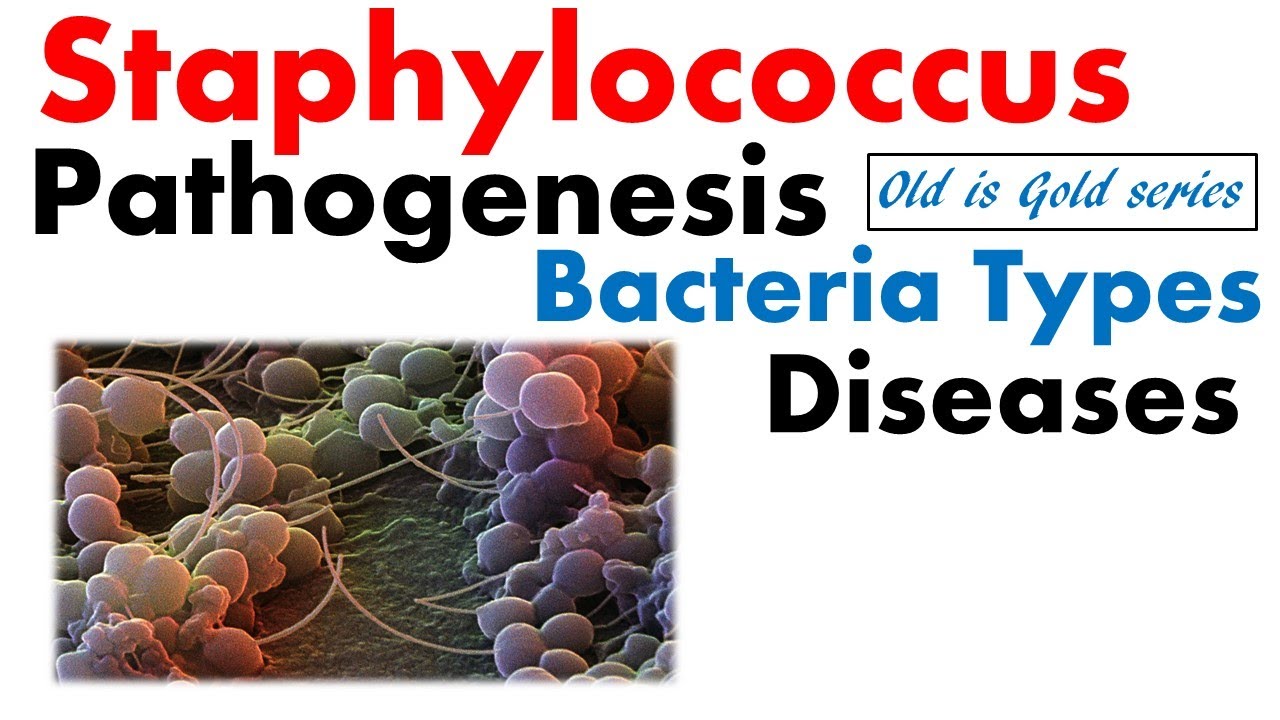 Staphylococcus bacteria Microbiology | pathogenesis, infection, disease, toxin food poisoning - YouTube