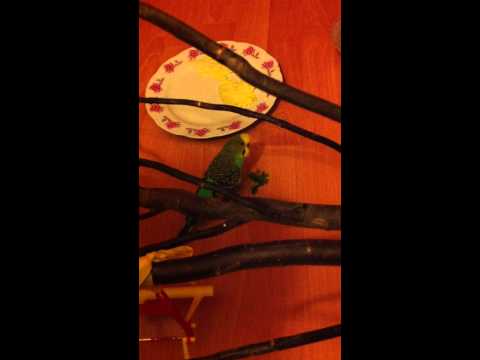 Csőrike a kis betyár