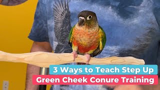 3 WAYS to teach STEP UP to Green Cheek Conure Parrot EASY