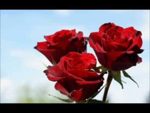 lepi dečki - tri rumene ruže