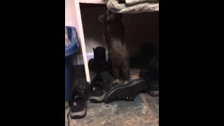 Lilly Raccoon wresting with my shoe