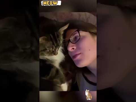 collection of cute cats part 2 #cat #kitten #funny 