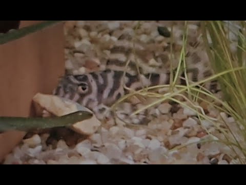 Oase Highline 300l Projekt: Die neuen L333 leben noch