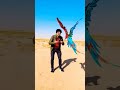Macaw Parrot Takes Flight Macaw Feathering Rstudio