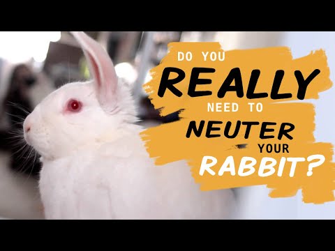 The URGENT Need To Spay Or Neuter Your Rabbit