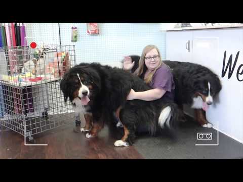 YouTube video about: How to shave a bernese mountain dog?
