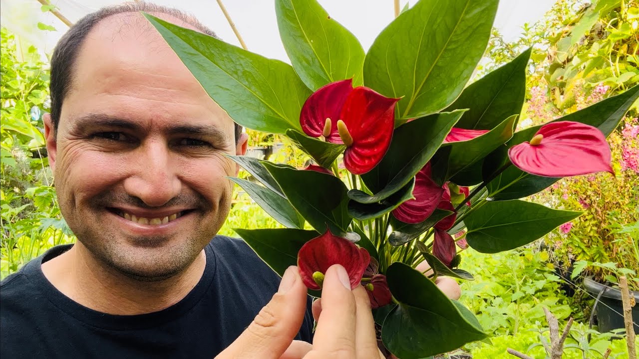 MINI ANTÚRIO - COMO PLANTAR E ESTIMULAR A FLORAÇÃO