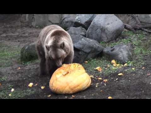 Grizzly Bears Smashing Pumpkins | www.splicetoday.com