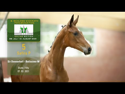 Fohlenauktion 28.7. - 01.8.2021 Katalog-Nr. 5 Safira P SF v. Sir Donnerhall -   Bellissimo M