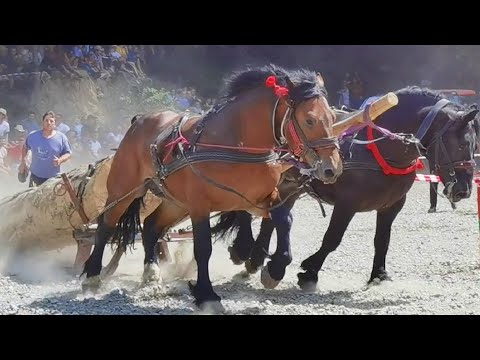 Armăsarii Tarzan și Cezar locul 2 la Râșnov-Brașov Sebi de la Medieșu Aurit-Satu Mare 2022