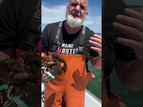 #Short 冷水ロブスターと温水ロブスターの違いは何ですか