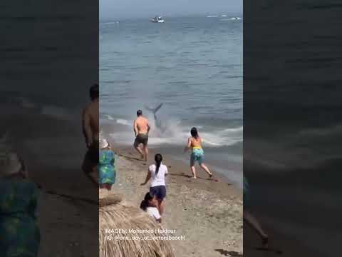 Un enorme pez persigue a una bañista en la playa de Marbella (Málaga) #shorts