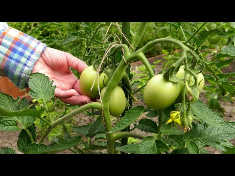 , title : 'Pomidory - przegląd różnych odmian pomidorów i jak uprawiać pomidory'