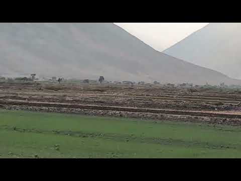 Aves Marinas en el Valle de Ocoña Camana Arequipa 🇵🇪