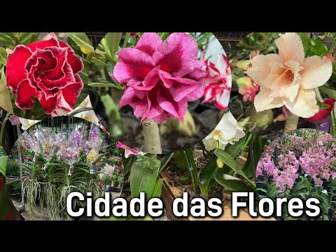 Conhecendo Cidade das Flores - Holambra SP