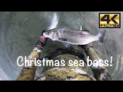Xmas sea-bass present in Greece 🐟 Winter spearfishing in shallow water, first shot first bass
