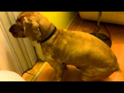 Przyjacielskie przywitanie