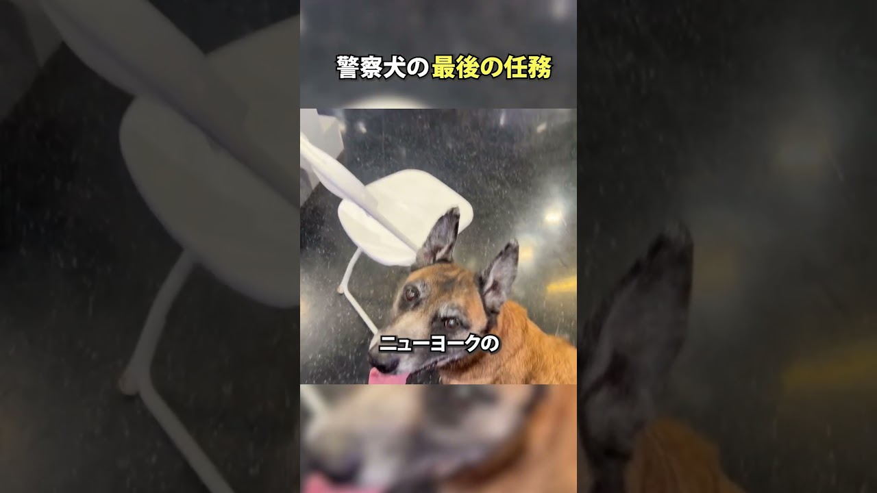 警察犬最期の任務