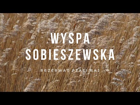 Wyspa Sobieszewska - Rezerwat Ptasi Raj | Pomorskie