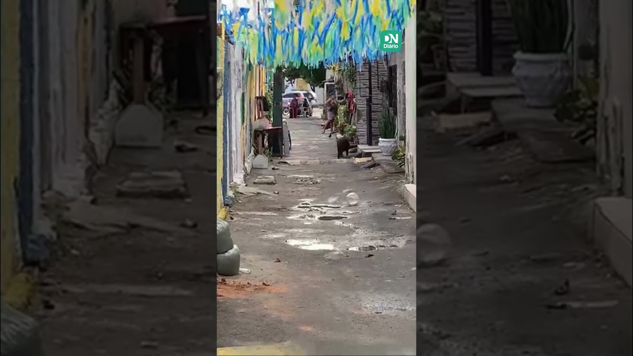Imagem da notícia Capivara surpreende moradores ao 'passear' por ruas do Montese e mobiliza resgate 