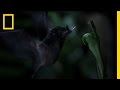 Tube-Lipped Nectar Bat | Untamed Americas