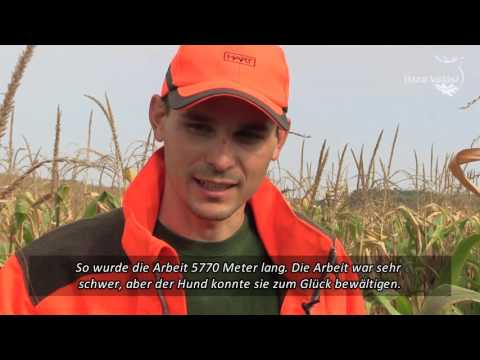 Portrait: Ferenc Bartha, der Schweißhundführer