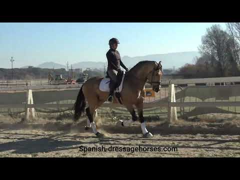 Wonderful Quality Buckskin PRE Stallion