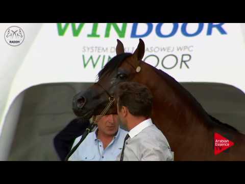 N.76 CALATEON - Radom 2017 - 4.6 Years Old Stallions (Class 9)