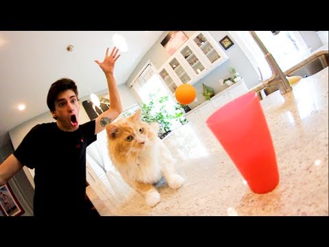 ULTIMATE CAT TRICK SHOTS!