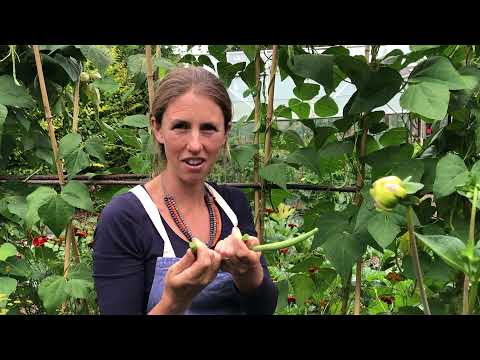 Growing French beans in the UK
