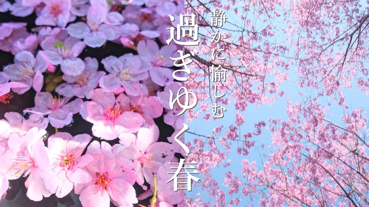 春惜しむ京都散歩｜大覚寺の散り桜と柳谷観音、知られざる山の上の桜苑