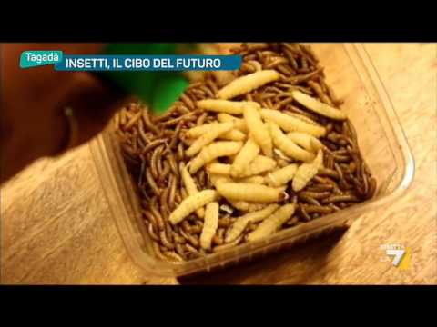 Insetti, il cibo del futuro