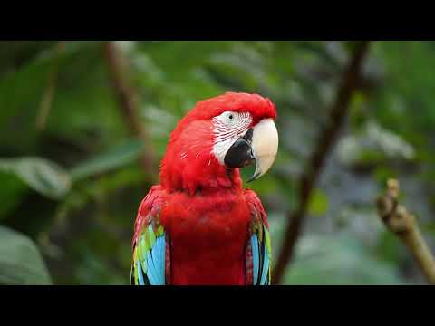 Freddy Gruesum - Admirez (CrutteProduction)