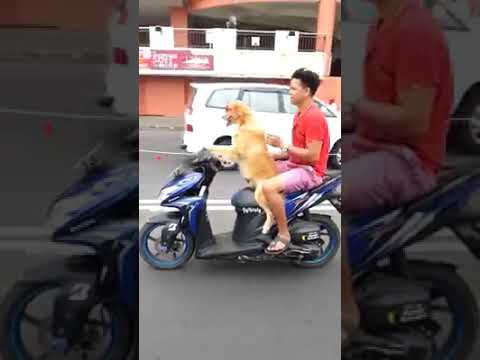 Dog driver