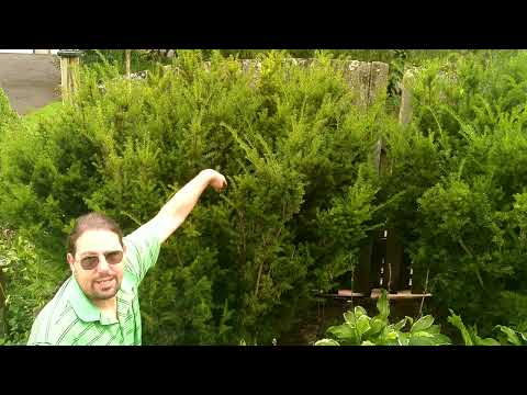 How To Prune Yew Bushes, and Avoid Dead Spots