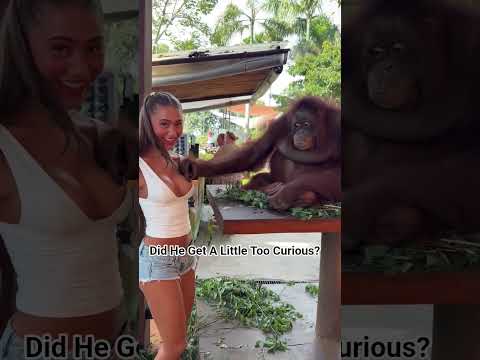 Orangutan Gets Curious Mid-Photo 😳 | Olivia Bailey