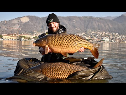 Iseo | Carpfishing Business