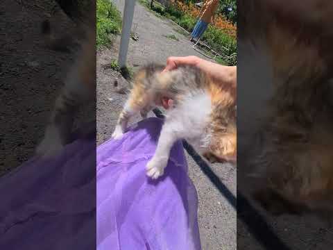 27 червня 2024 р.