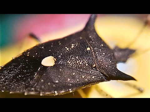 Chinche marmoleada o hiede vivo