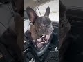 Walter is the ultimate backseat driver. #frenchie #dog #frenchiebulldog #dogmom