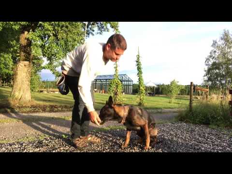 Part 1-Training sit and freeze as indication for scent detection dogs.