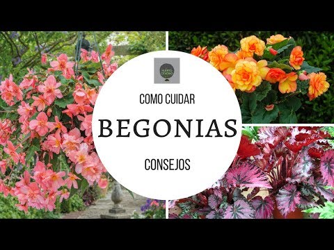 , title : 'COMO CUIDAR BEGONIAS || TIPS DE UN CORRECTO CULTIVO'