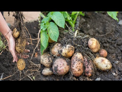, title : 'زراعة البطاطا في حديقة المنزل | Potato cultivation'