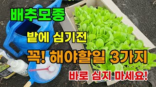 배추모종 바로 심지 말고 이것 먼저 해주고 심어야 죽지않고 잘 자랍니다 #배추심는시기