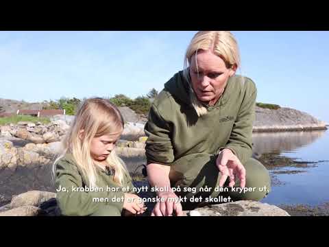 Samlingsstund for de minste: Krabbefiske